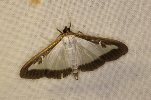 Box Tree Moth