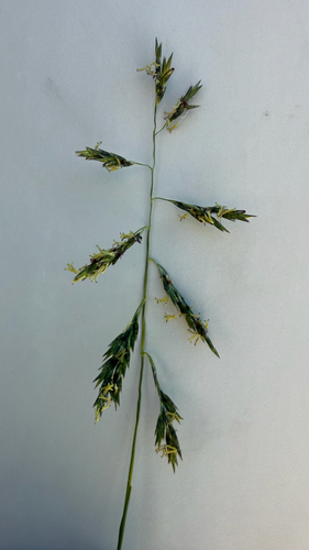 Cleistogenes serotina, 2026-09-28