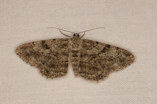 Willow Beauty