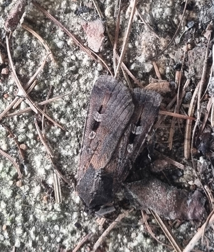 Bogong Moth