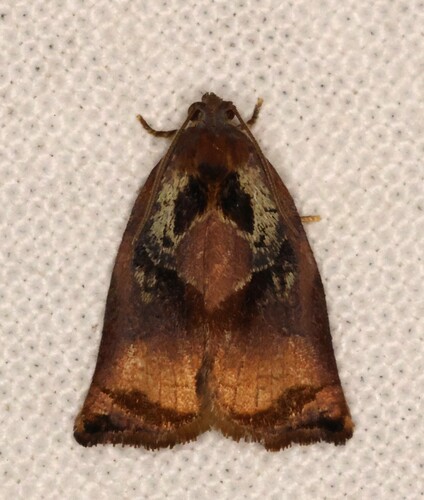 Large Fruit-tree Tortrix
