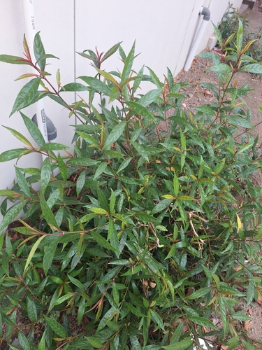 Excoecaria cochinchinensis observed 2026-09-26