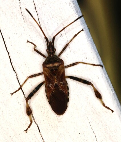 Western Conifer Seed Bug