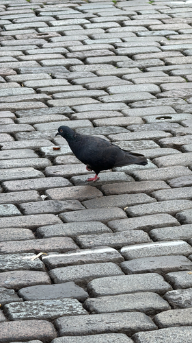 Feral Pigeon