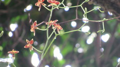 Cyrtochiloides