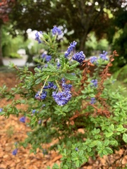 Ceanothus impressus