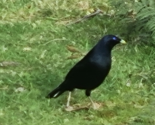 Satin Bowerbird