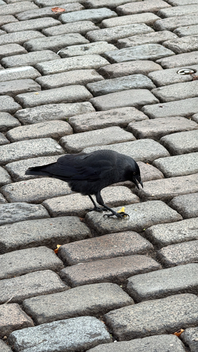 Eurasian Jackdaw