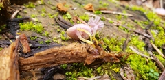 Chromosera