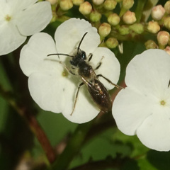Andrena
