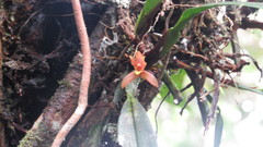 Cyrtochiloides