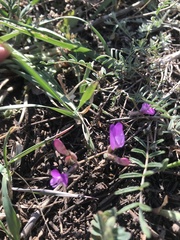 Astragalus angarensis