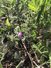 Astragalus angarensis