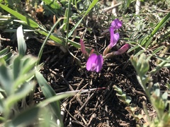 Astragalus angarensis