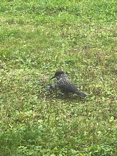 Northern Nutcracker