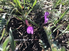 Astragalus angarensis