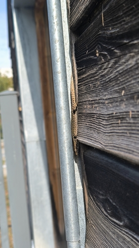 Common Wall Lizard