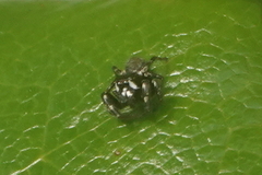 Metaphidippus manni