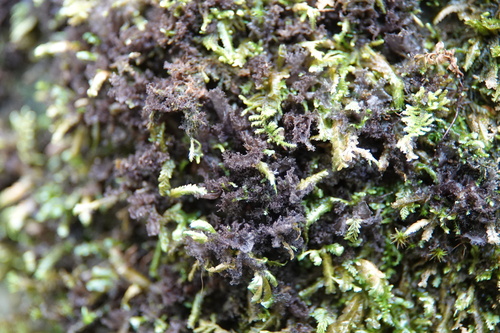 Scytinium pulvinatum observed 2026-09-26