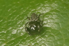 Metaphidippus manni