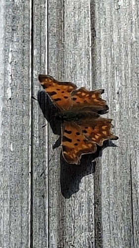 European Comma