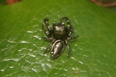 Metaphidippus manni