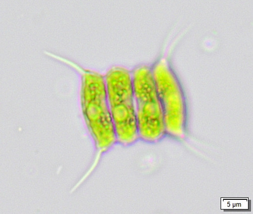 Desmodesmus communis