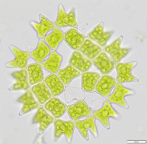 Pediastrum duplex