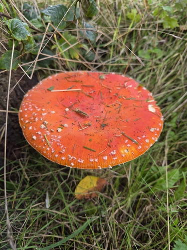 Fly Agaric