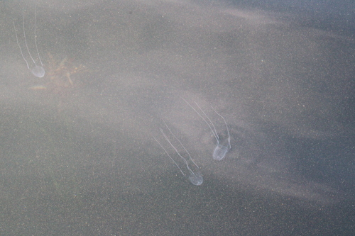 Carybdea rastonii observed 2026-09-28