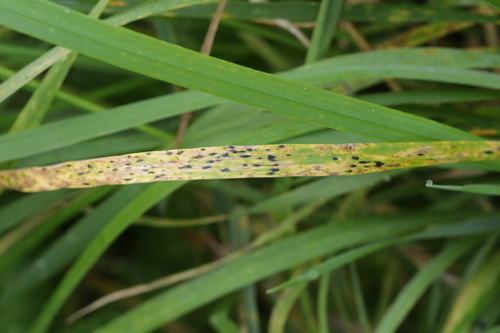 Phyllachora graminis observed 2026-09-27