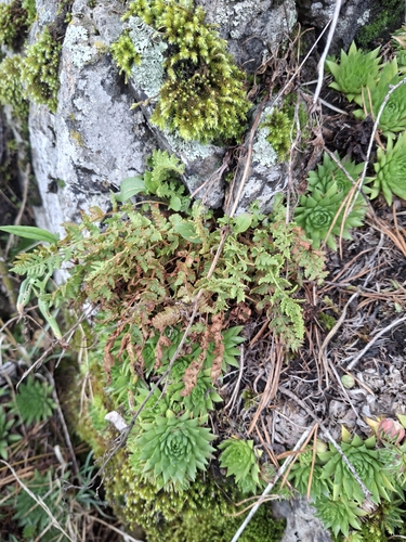 rusty woodsia