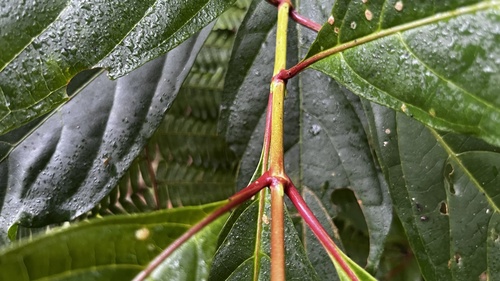 Wendlandia formosana observed 2026-09-20