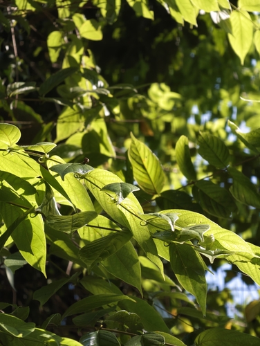 Uncaria observed 2026-09-26