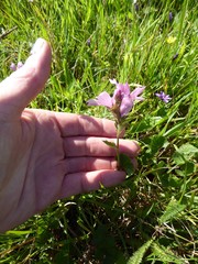 Sidalcea malviflora malviflora