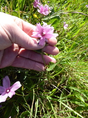 Sidalcea malviflora malviflora