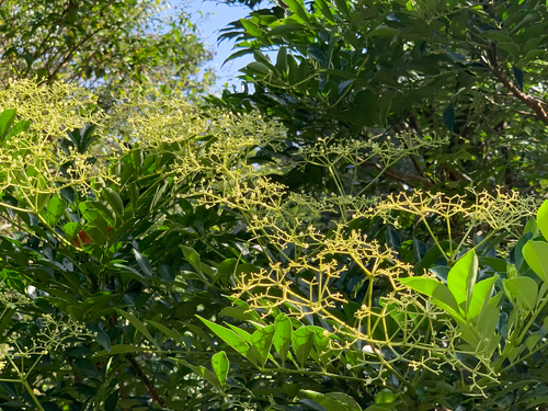 Zanthoxylum avicennae observed 2026-09-27