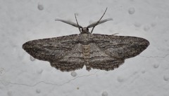 Iridopsis obliquaria