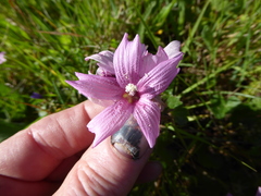 Sidalcea malviflora malviflora