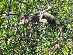 Iguana iguana