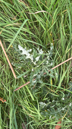 creeping thistle
