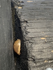 Paropsisterna intacta