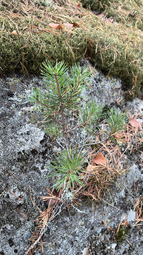 Scots pine