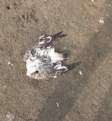 Leucophaeus pipixcan