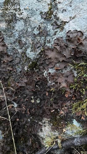 Powdery Kidney Lichen