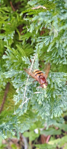 Hornet Mimic Hover Fly