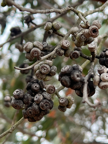 Eucalyptus agglomerata observed 2026-09-28