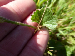 Sidalcea malviflora malviflora