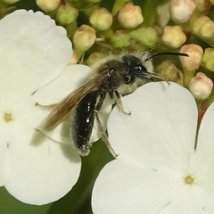 Andrena