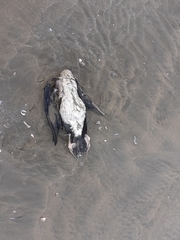 Leucocarbo bougainvillii